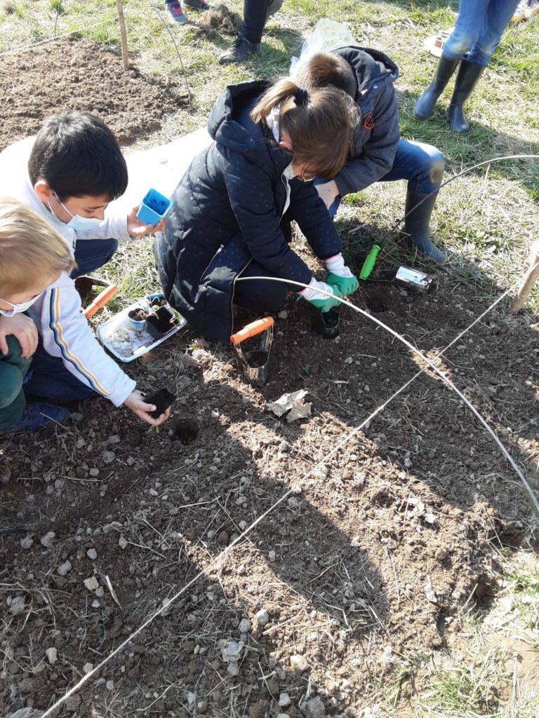 Un jardin bio dans notre école – Les CE mettent en terre leurs plants!