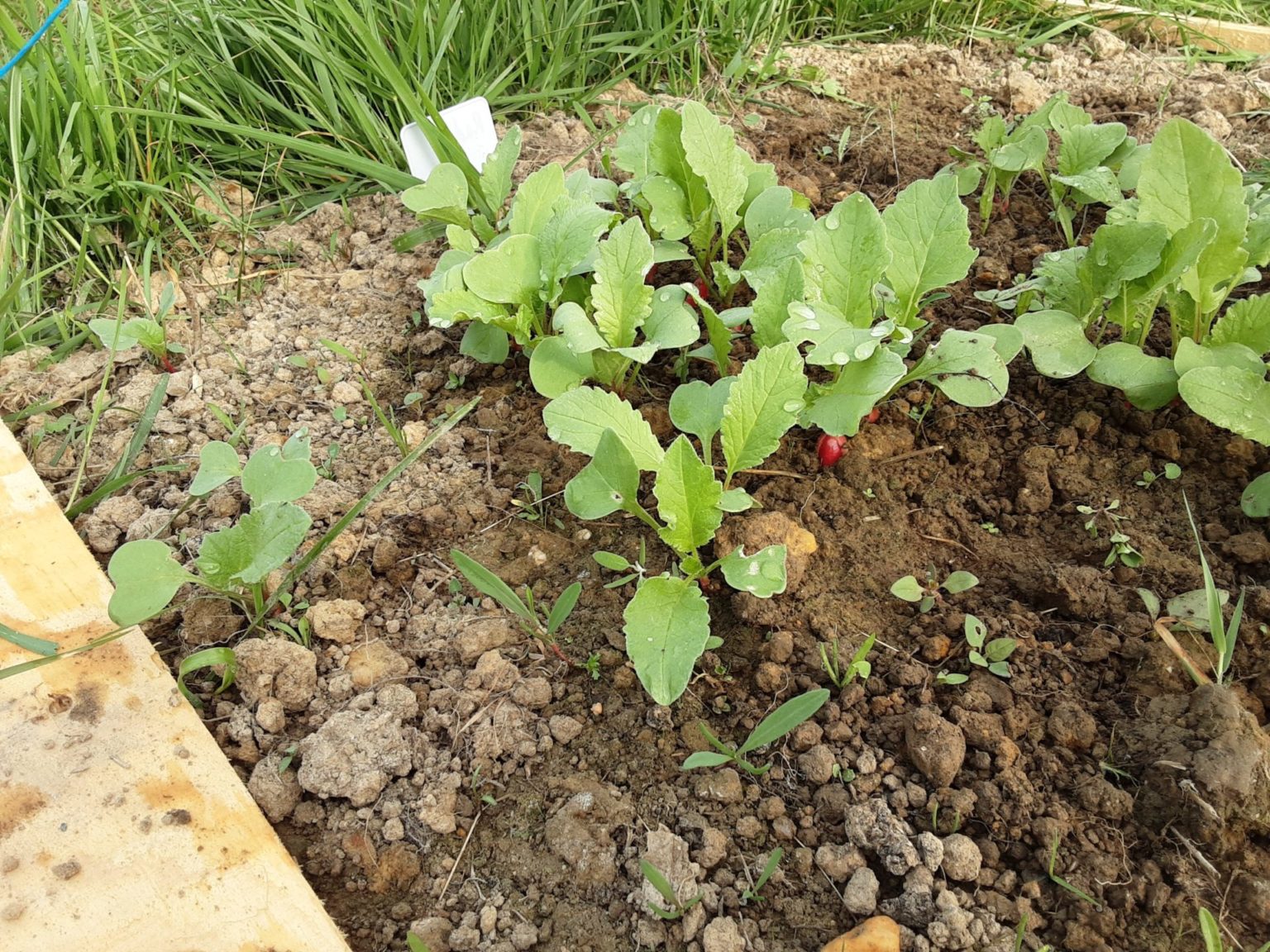 à Quelle Heure Mangent Les Musulmans Aujourd'hui Un jardin bio dans notre école - Les CE découvrent leurs premiers radis