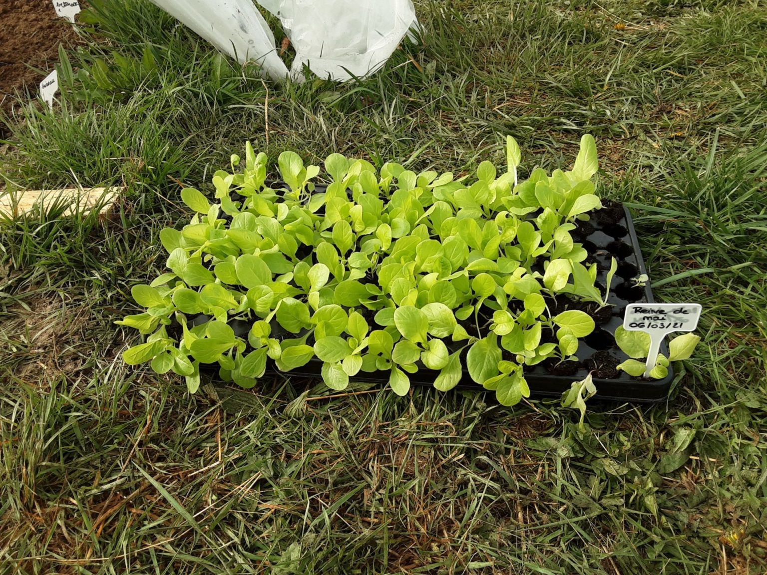 à Quelle Heure Mangent Les Musulmans Aujourd'hui Un jardin bio dans notre école - Les CE découvrent leurs premiers radis