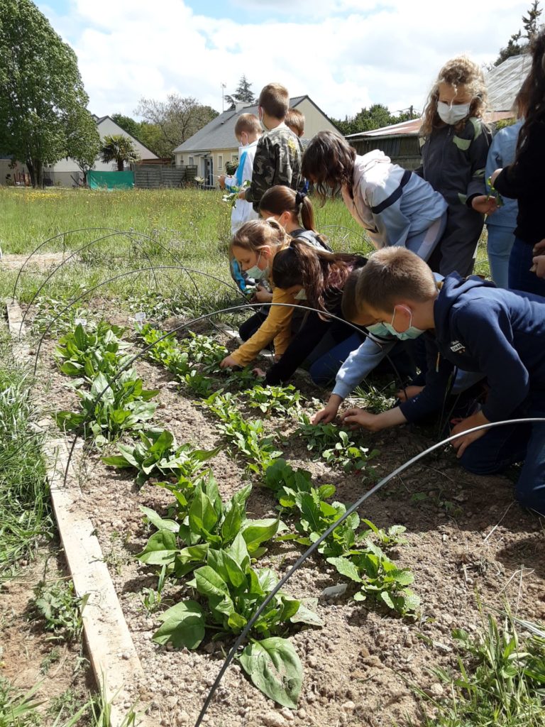 Un jardin bio dans notre école – Les CE mangent leur récolte!