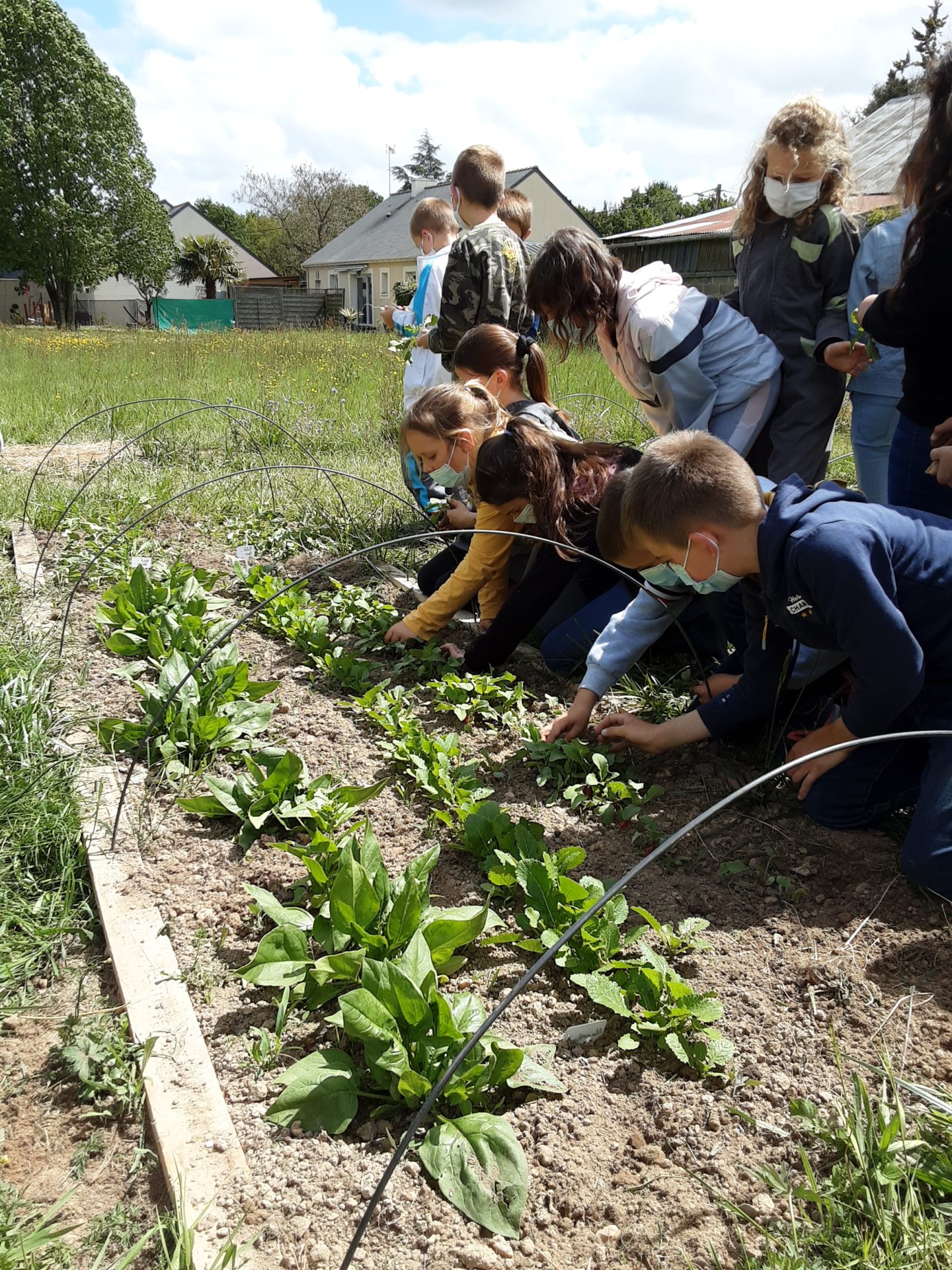Read more about the article Un jardin bio dans notre école – Les CE mangent leur récolte!